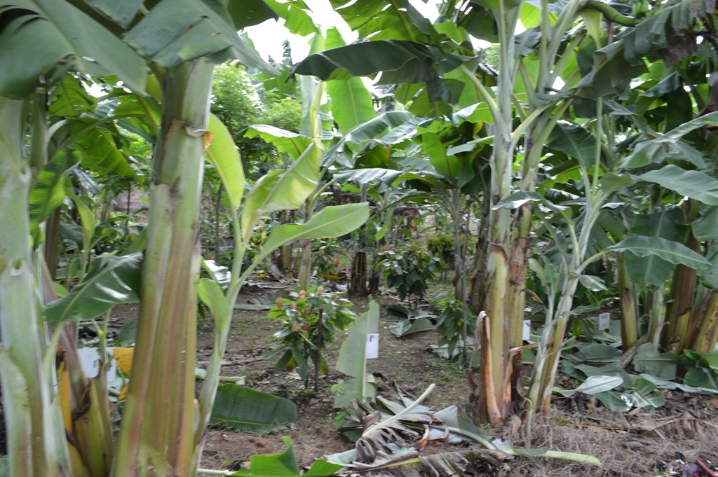 Agricultura Ceplac Divulga Novas T Cnicas De Cultivo Em Sistema