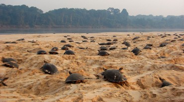 Praia com tartarugas desovando