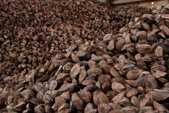 PAA atenderá produtores extrativistas de castanhas
