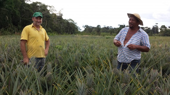 Produtores do Assentamento Américo Ventura comemoram safra recorde de abacaxi