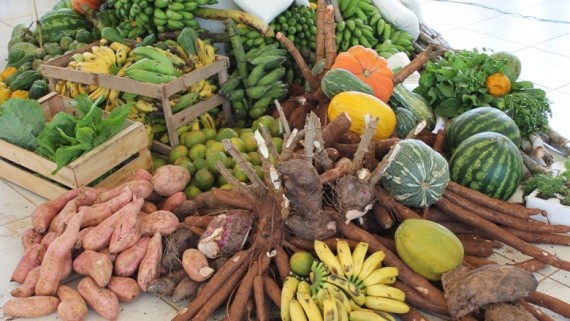 O Governo de Rondônia adquiriu nesta safra 4,7 mil toneladas de alimentos em 3.430 propriedades da agricultura familiares cadastradas
