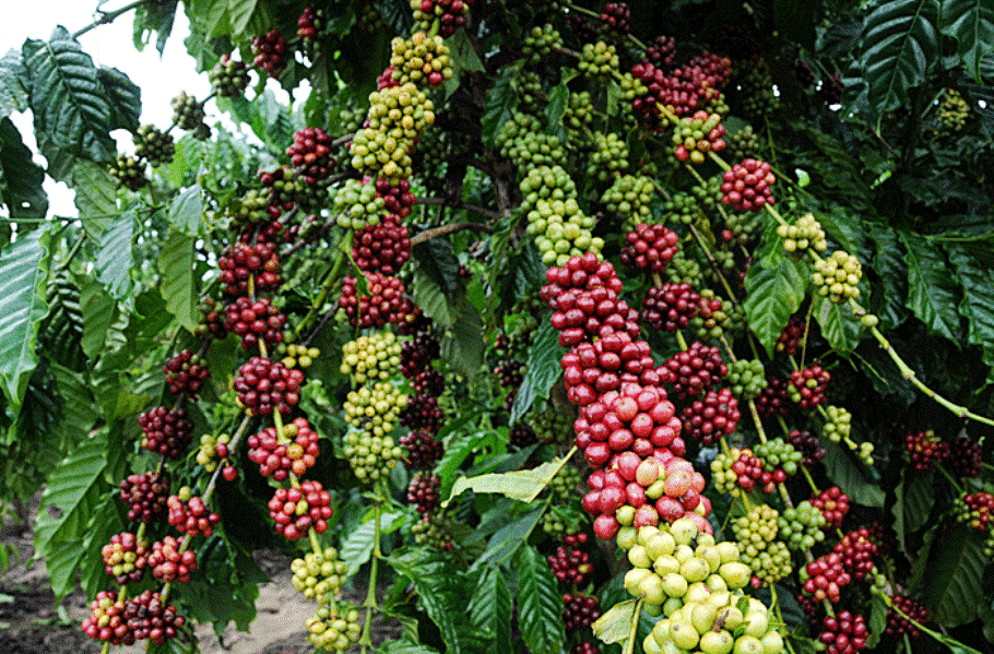 Café Conilon. Do Plantio à Colheita