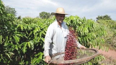 Produtor na colheita do café
