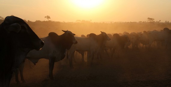Vacinação do gado contra febre aftosa garante qualidade da carne produzida em Rondônia. 