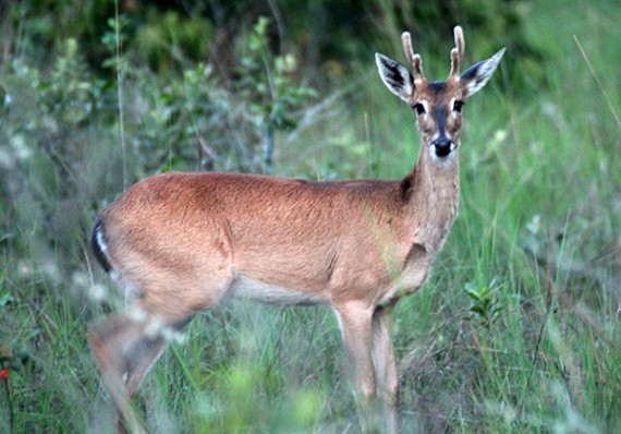 Cervo, animal em extinção, no Parque Estadual Corumbiara