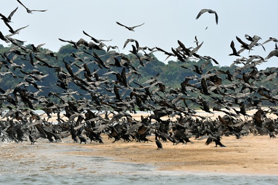 Aves transitórias no Parque Estadual Corumbiaria
