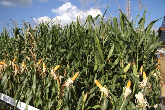 A produção de milho se aproxima da produção de soja, com a estimativa de 642,8 mil toneladas nesta safra