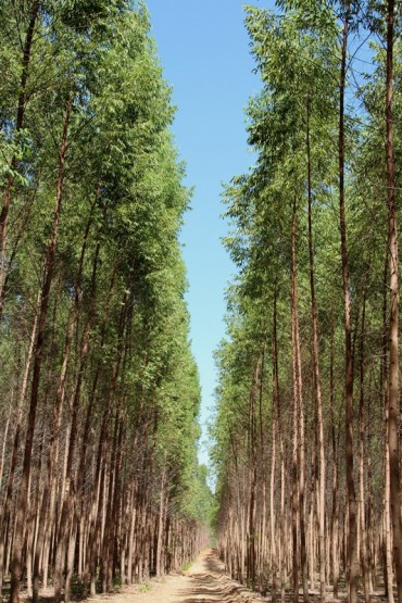 Plantio de eucaliptos em Vilhena