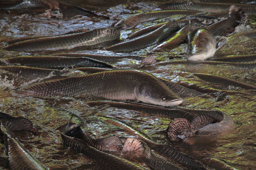 Entenda por que o pirarucu, peixe nativo da Amazônia, é um perigo para os  rios de SP, Rondônia Rural