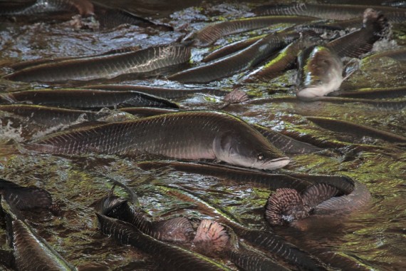 Pirarucu o peixe nobre de Rondônia para o mundo
