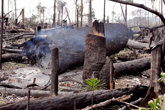 Efeito da queimada no distrito de Rio Pardo, região de Porto Velho