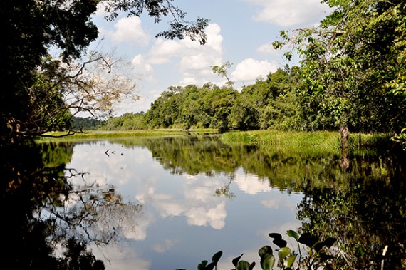 Reserva Estadual Extrativista Pacaás Novos, fica na região oeste do estado de Rondônia