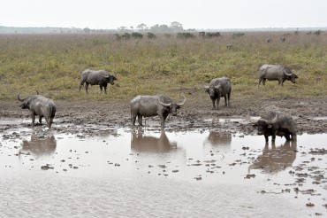 Búfalos alteram cursos de rios e provocam desequilibrio ecológico. 