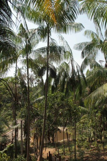 Açaí é uma palmeira tipicamente amazônica