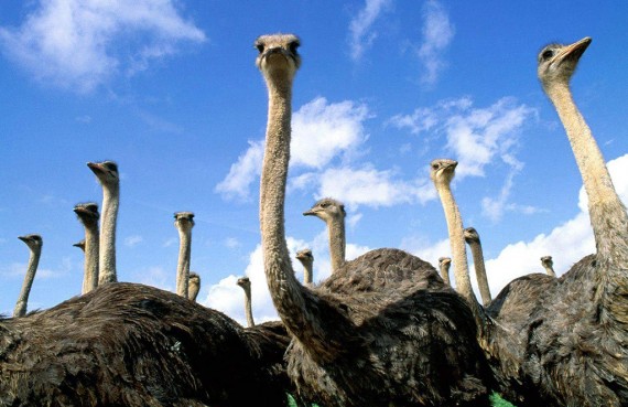 Criação de avestruz 
