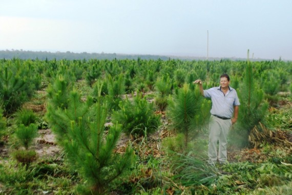 Antonio Marques, um dos maiores plantadores de pinus no estado