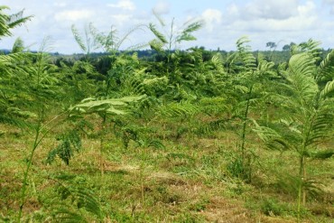 Floresta plantada de pinho cuiabano