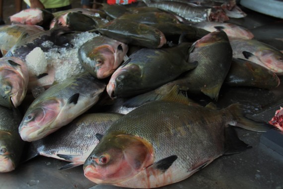 Rondônia produz cerca de 90 mil toneladas de pescado, e apoia os produtores com iniciativas para facilitar a comercialização