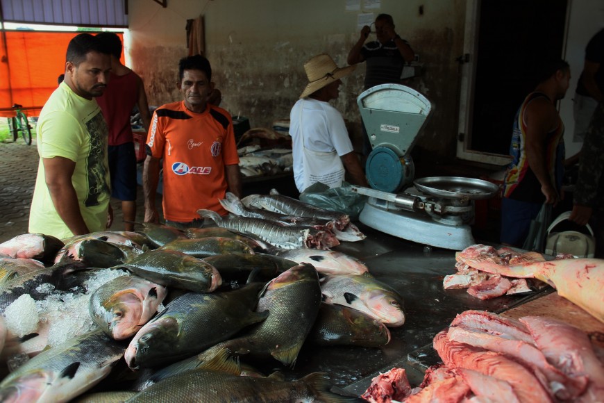 O tambaqui é o peixe preferido do consumidor rondoniense e para exportação