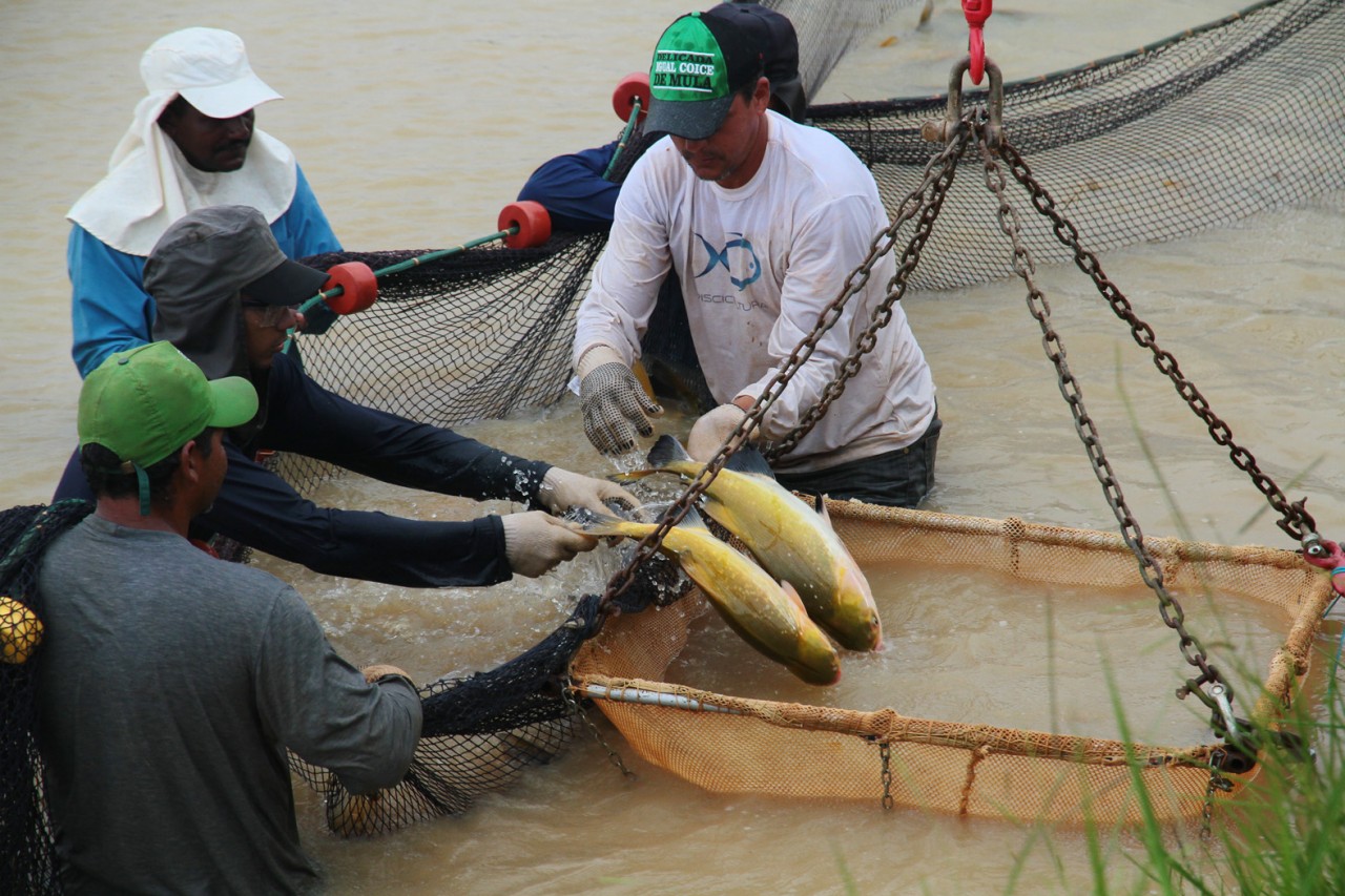 Produção de peixes é abundante em Rondônia, mas emperra na comercialização  - Engepesca - Redes para Aquicultura