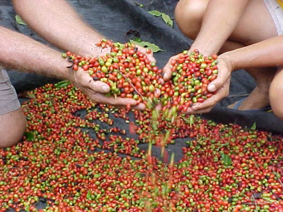 Proposta do concurso é premiar a melhor produção de café conilon ou robusta em Rondônia