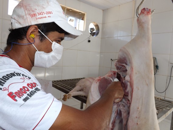 Por mês são abatidos pelo menos 300 suínos
