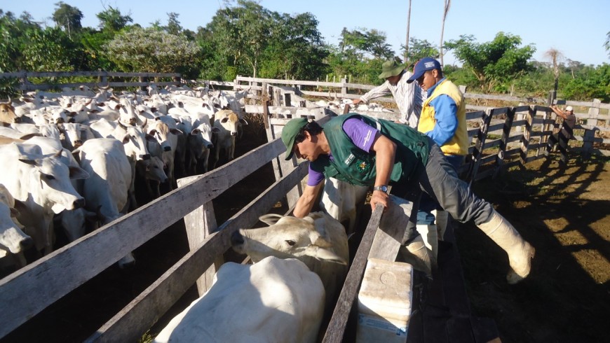 Técnicos da Idaron vacinaram 30.947 cabeças de bovinos e bubalinos em propriedades fronteiriças com a Bolívia