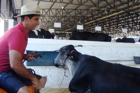 Gilmar Vial cuida da vaca Limeira