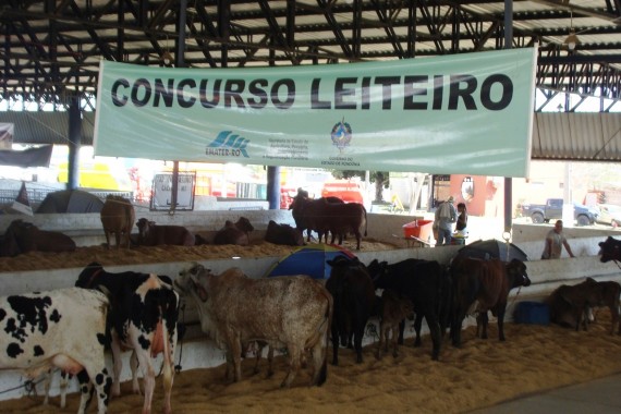 Governo de Rondônia tem projeto para revitalização da produção leiteira estadual 