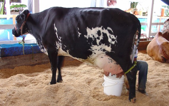 Concurso leiteiro: produção de 1.200 litros/leite.