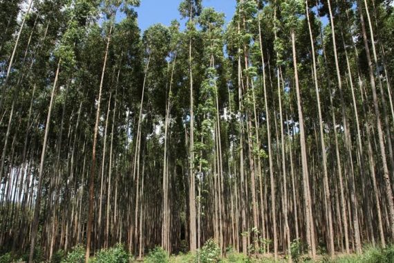 Floresta plantada de pinus em Vilhena