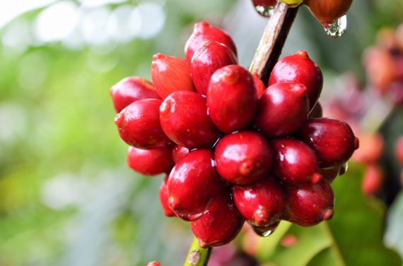 Rondônia é o segundo maior produtor de café da espécie canéfora do País
