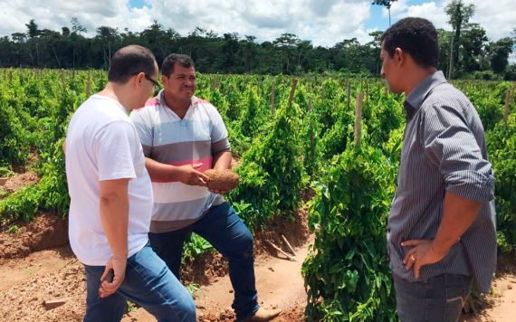Produção de inhame no Vale do Guaporé foi visitada por representante da Atlântica Comércio de Grãos