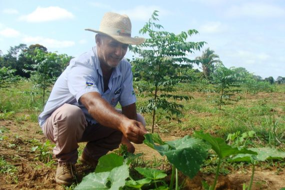 Consultor florestal, Adilson Pepino, já preparou os talhões de florestas para apresentar aos visitantes da Rondônia Rural Show