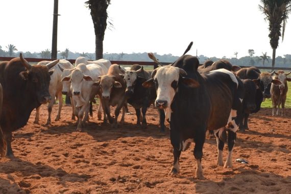Mais de 13 milhões de bovinos e bubalinos deveriam ser vacinados no estado de 15 de abril a 15 de maio