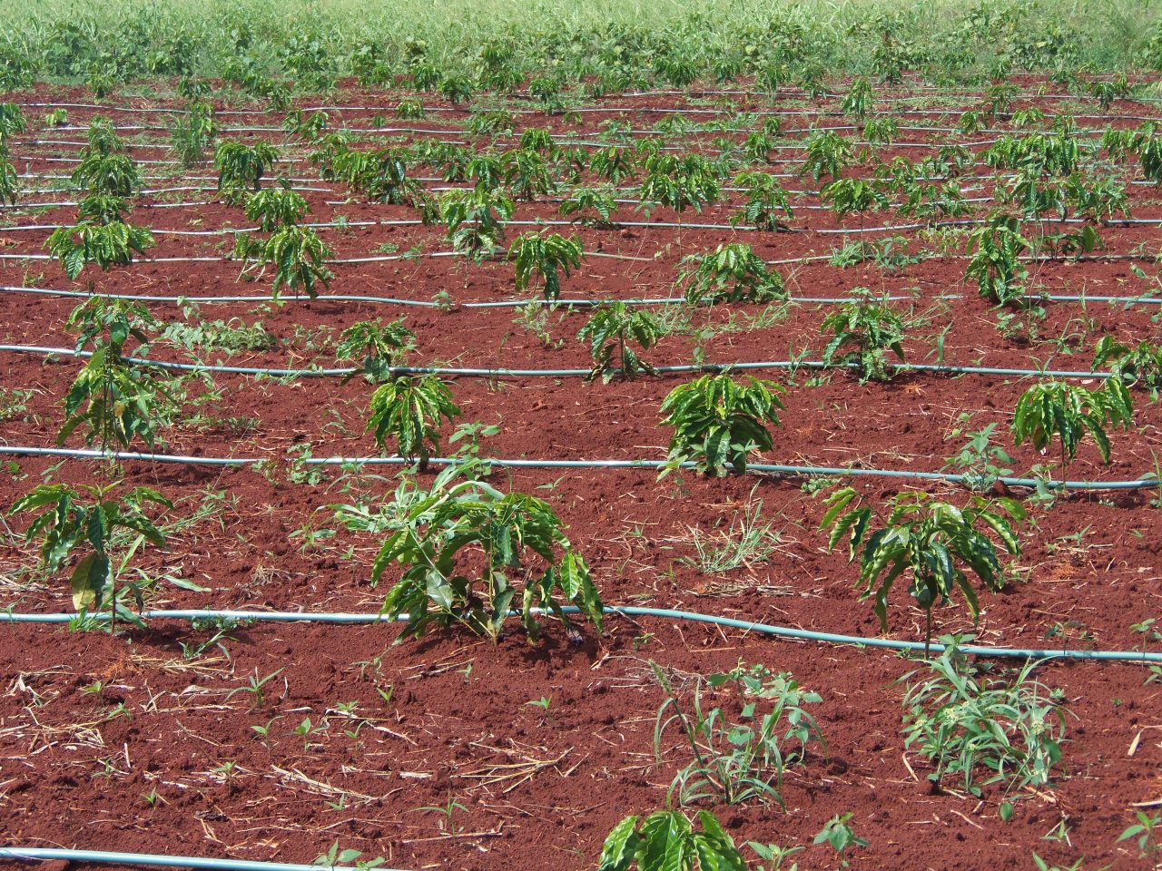 Secretaria de Agricultura realiza entrega de mudas clonais de café conillon  da para implantação de