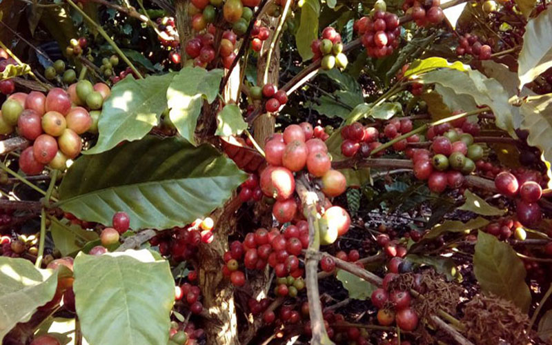 G1 - Máquina reduz custo da colheita do café conilon e robusta em Rondônia  - notícias em 4 Rondonia Rural Show 2015