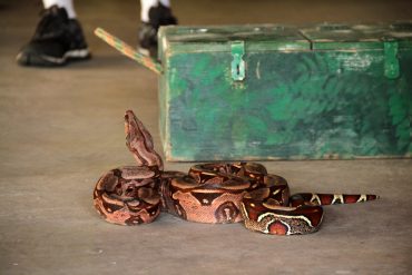 animais peçonhentos