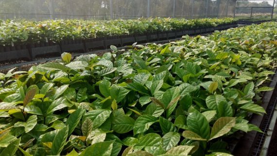 Secretaria de Agricultura realiza entrega de mudas clonais de café conillon  da para implantação de