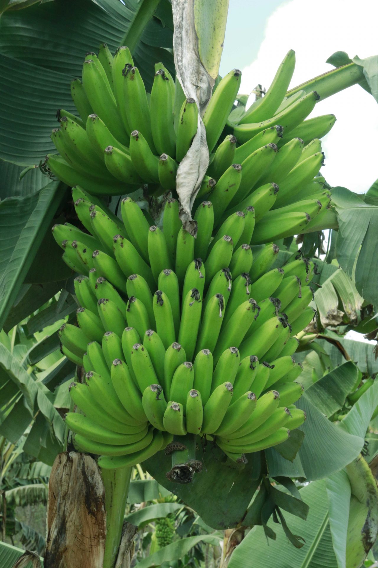 Nova variedade de banana é criada em MT, Mato Grosso