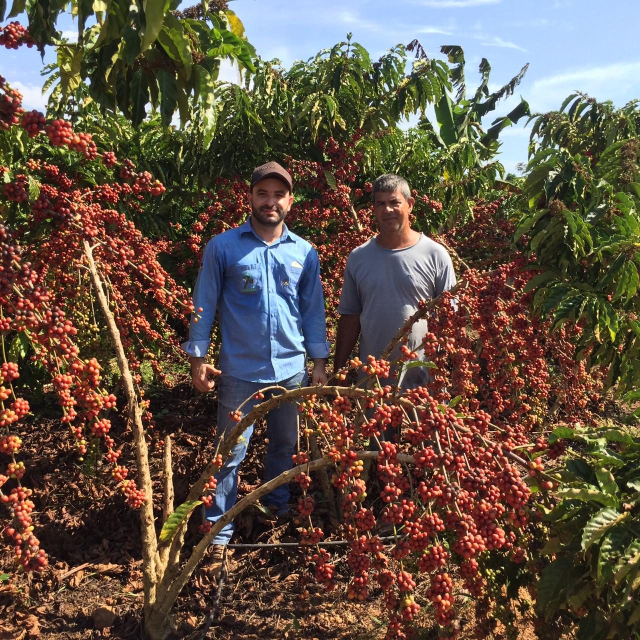 Produção de café conilon aumenta na safra 2018/2019