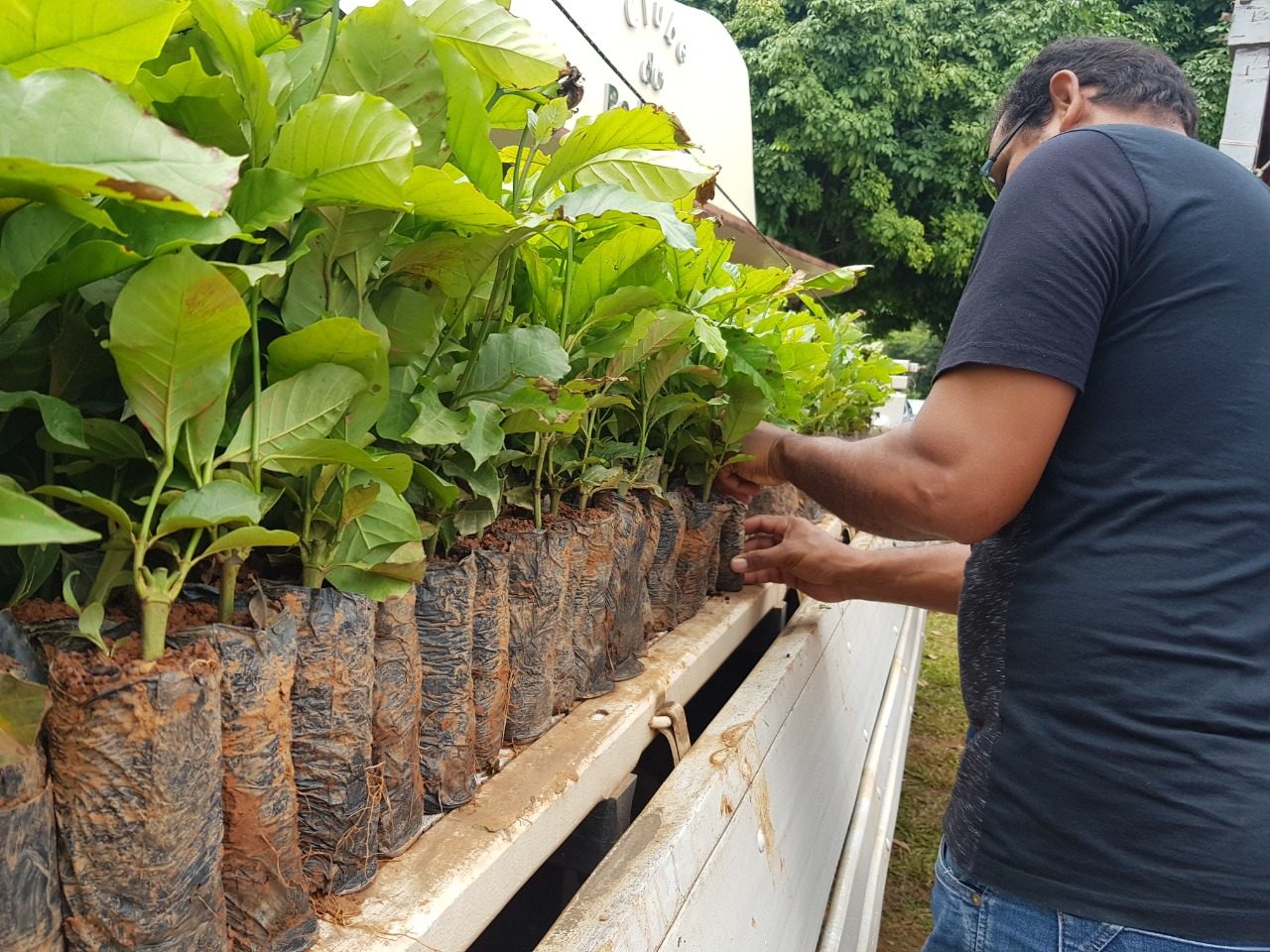 G1 - Máquina reduz custo da colheita do café conilon e robusta em Rondônia  - notícias em 4 Rondonia Rural Show 2015