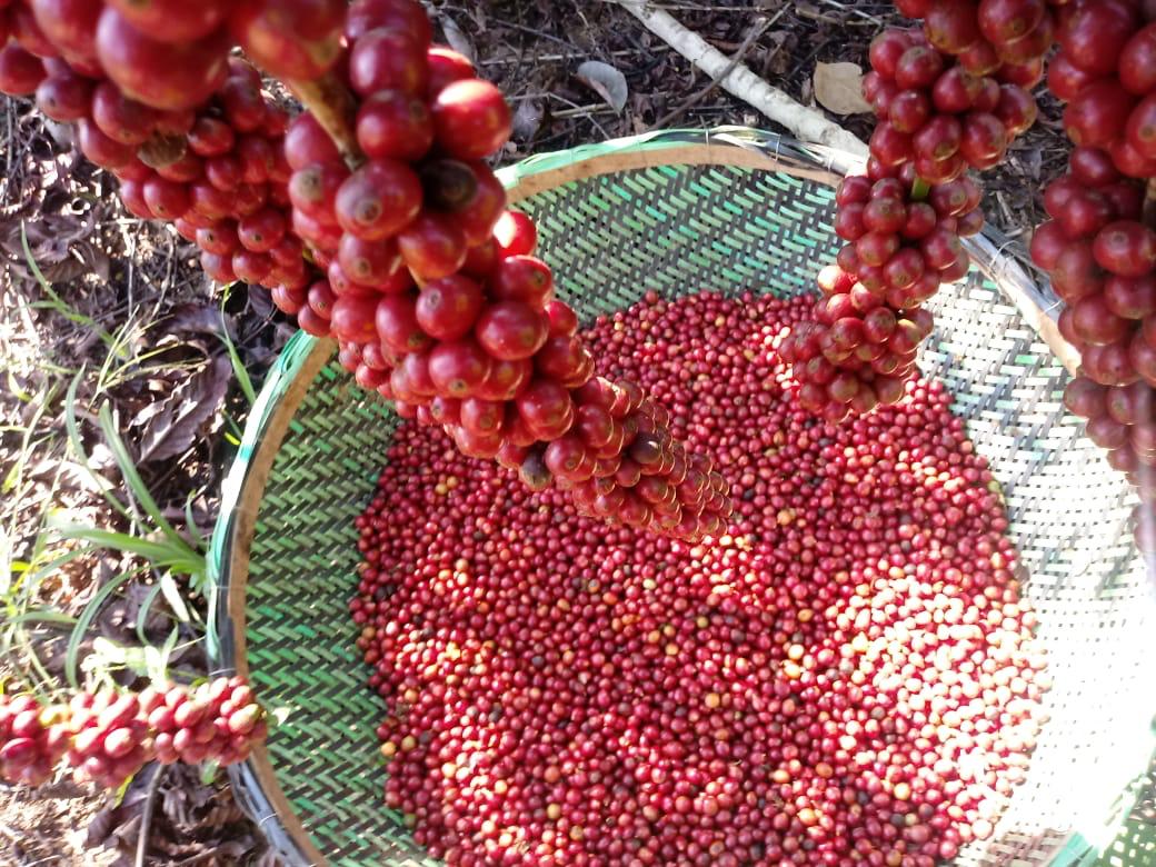 G1 - Máquina reduz custo da colheita do café conilon e robusta em Rondônia  - notícias em 4 Rondonia Rural Show 2015