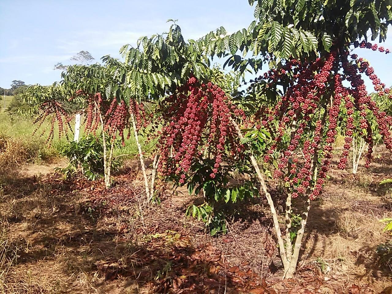 Estados produtores de café conilon já iniciam a colheita do grão