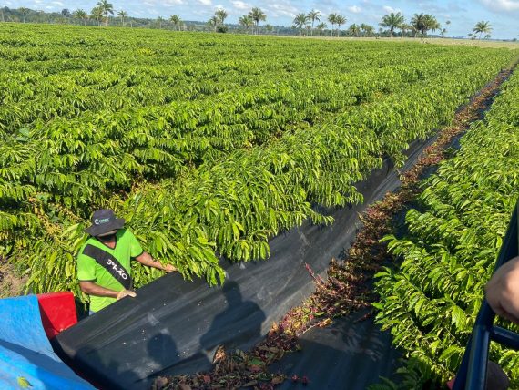 G1 - Máquina reduz custo da colheita do café conilon e robusta em Rondônia  - notícias em 4 Rondonia Rural Show 2015