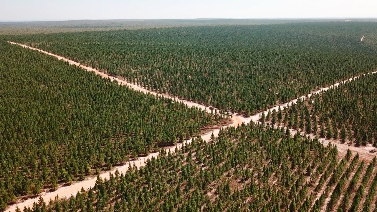 No Matagal De Uma Floresta Densa. Fundo Das Árvores Da Floresta