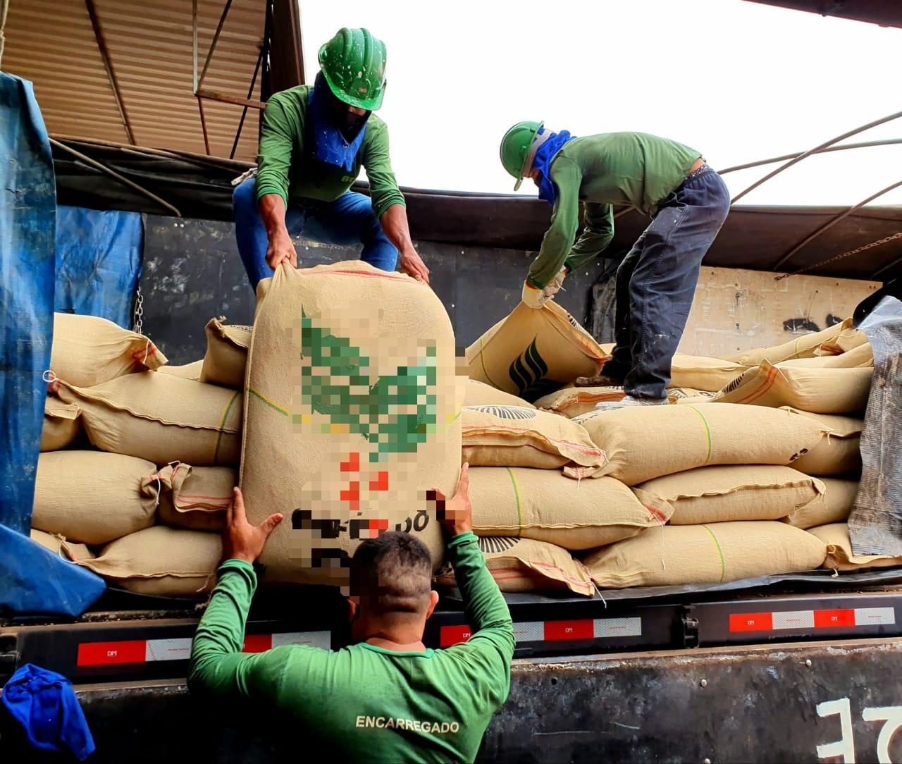 Robusta Amazônico é caso de sucesso na cafeicultura nacional - Portal  Embrapa