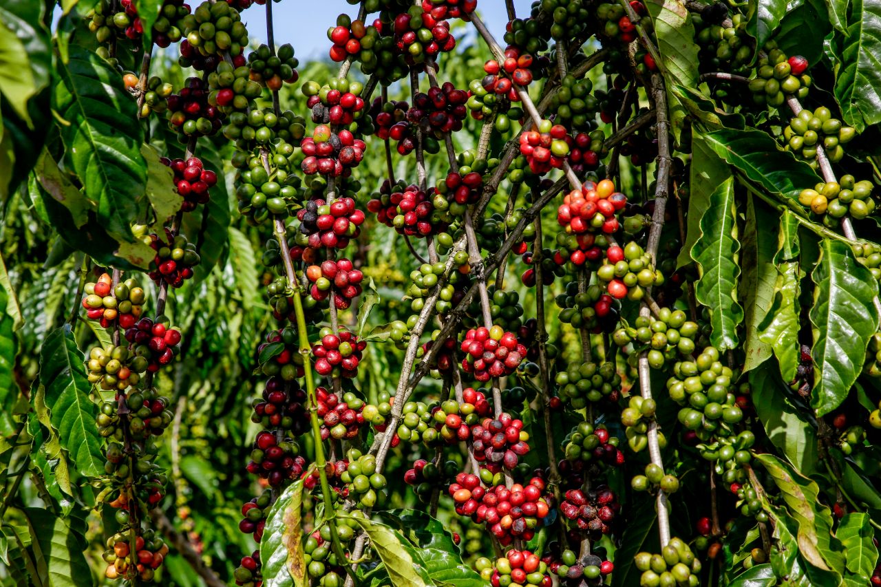 Livro apresenta pesquisas realizadas para o desenvolvimento de café conilon  e robusta