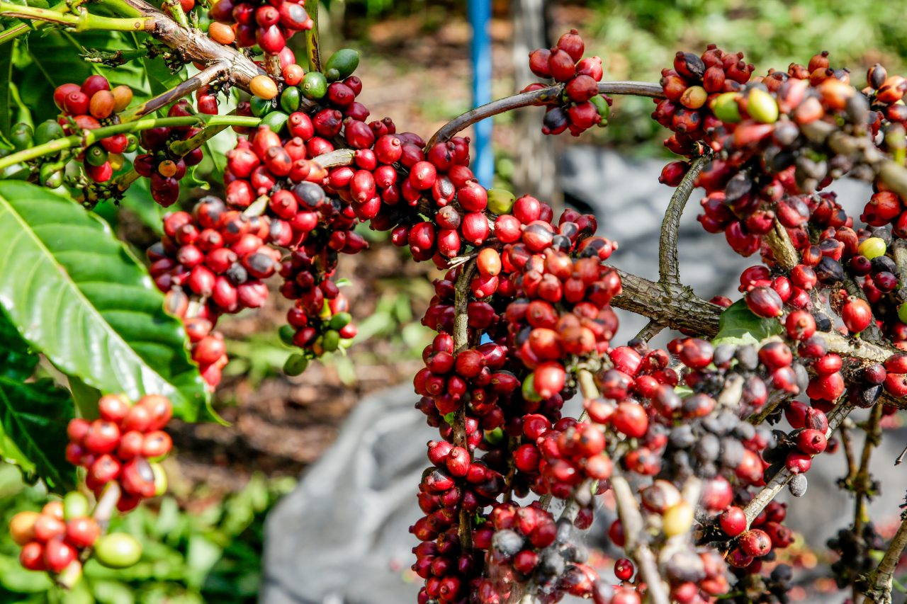 Cafés conilon e robusta somam 662 mil sacas enviadas ao exterior em um  único mês - Em Dia ES