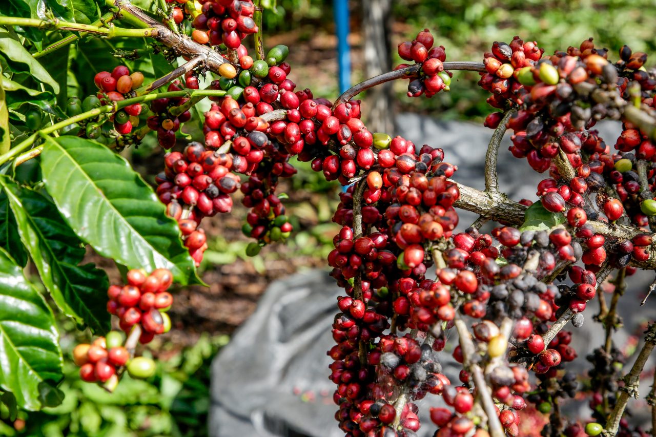 Preço do café conilon na região de Cacoal RO está há três semanas